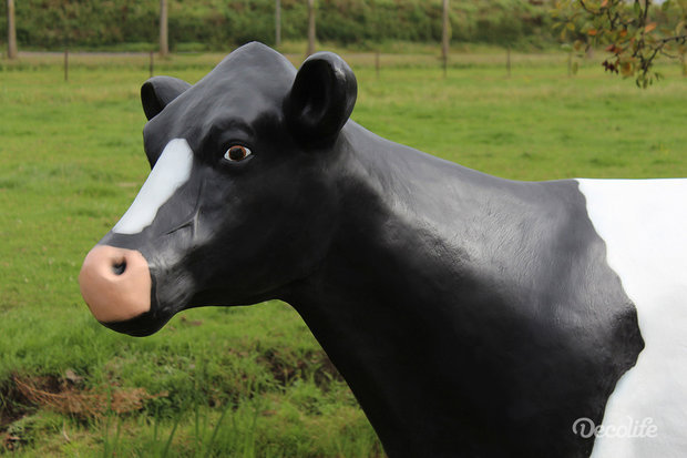 koe holstein frisian 