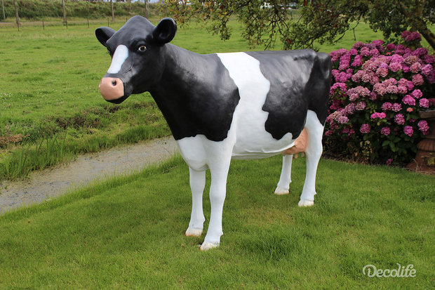 koe holstein frisian 