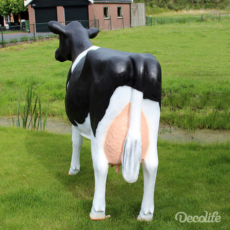 koe holstein frisian 