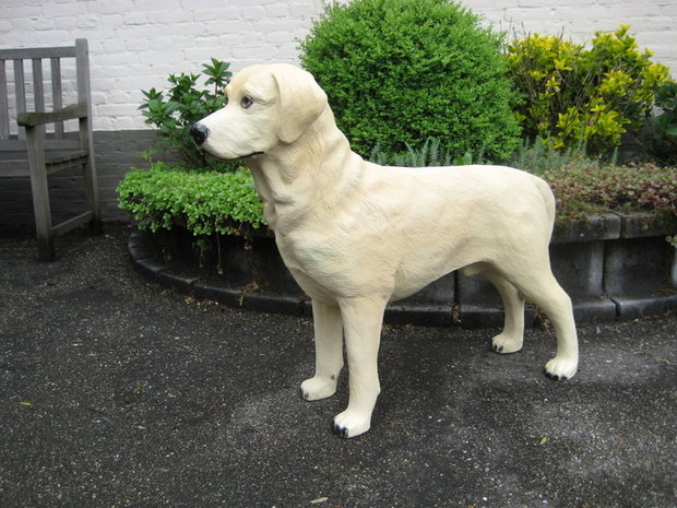 LABRADOR  BLOND POLYESTER