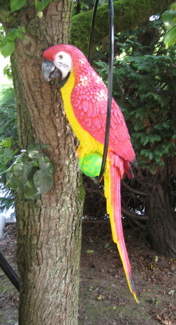 papegaai in ring hangend