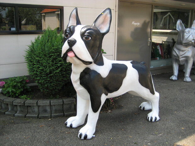 franse bulldog xxl