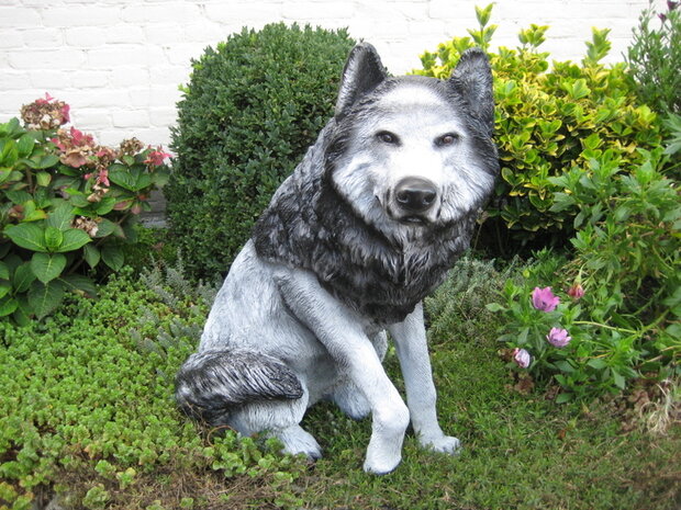 husky poolhond 