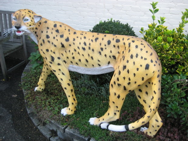 cheeta jachtluipaard 