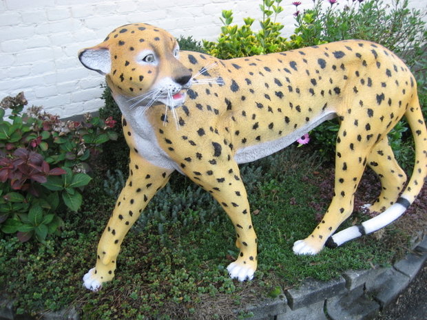 cheeta jachtluipaard 