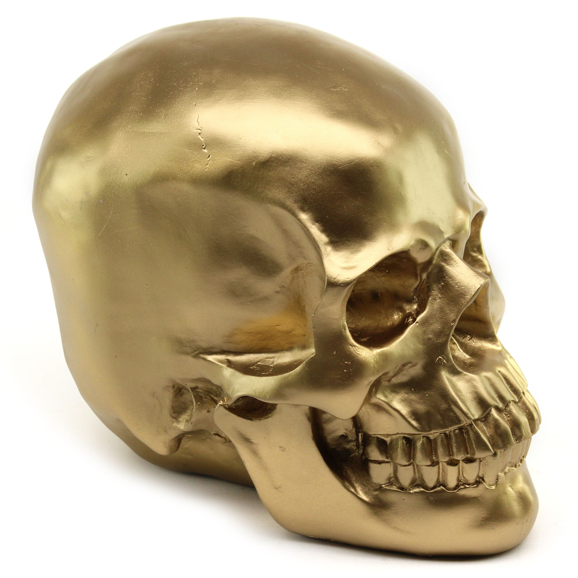 neerhalen dood gaan Voeding Gouden skull - Decolife - Dé polyesterbeelden en decoratie webshop