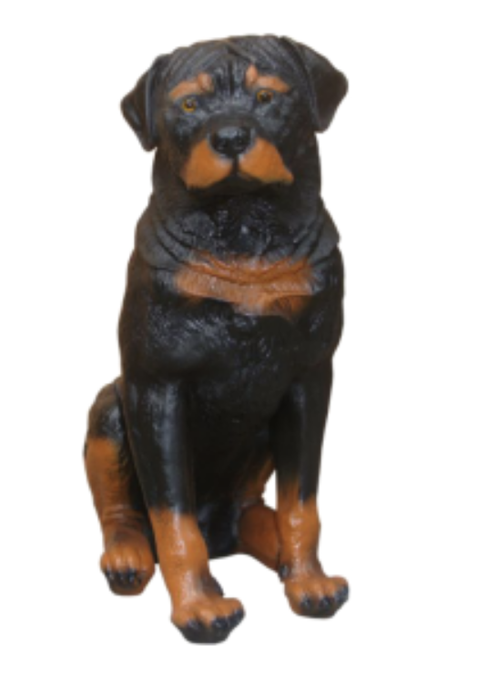 Hond Zittend Rottweiler Beeld