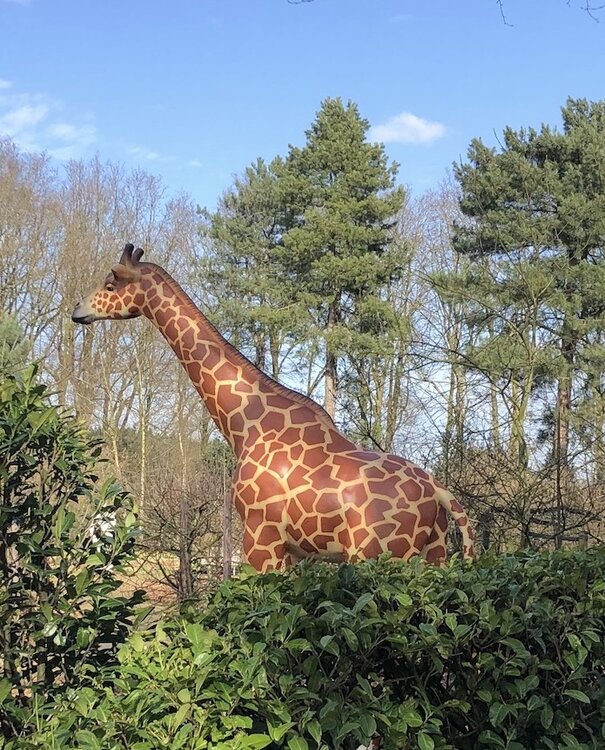 Giraffe kunstbeeld levensgroot