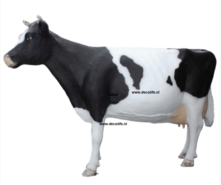 Koe Holsteiner Friesian koe 