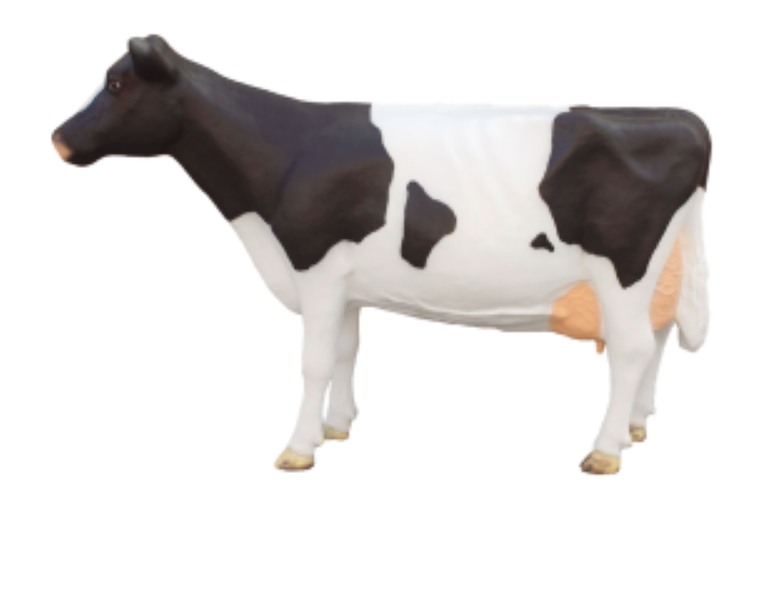 Holstein Friesian koe
