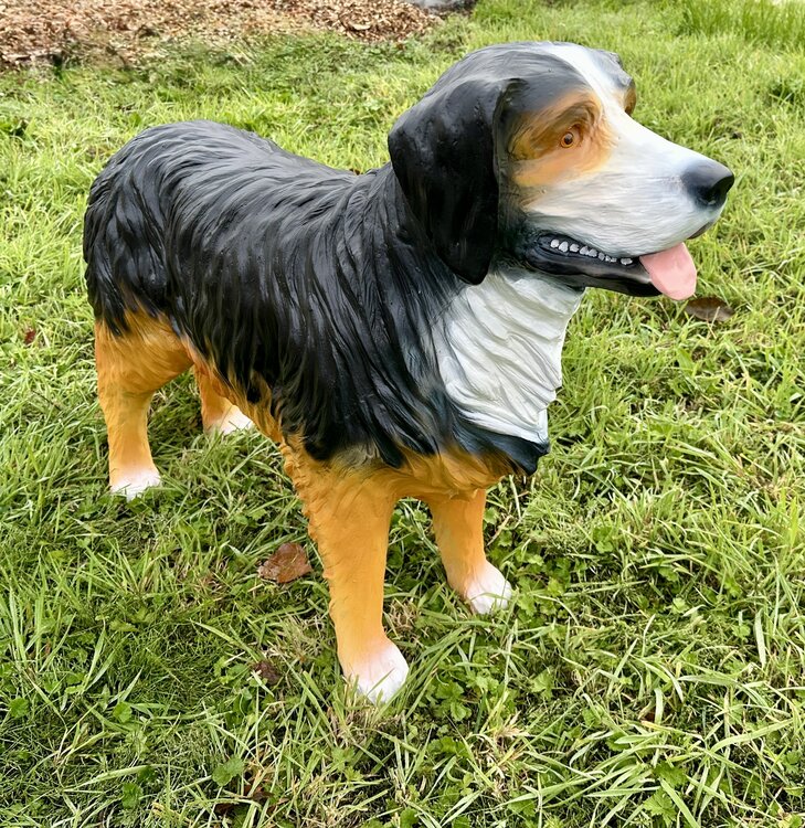 BernerSennen hond 120cm