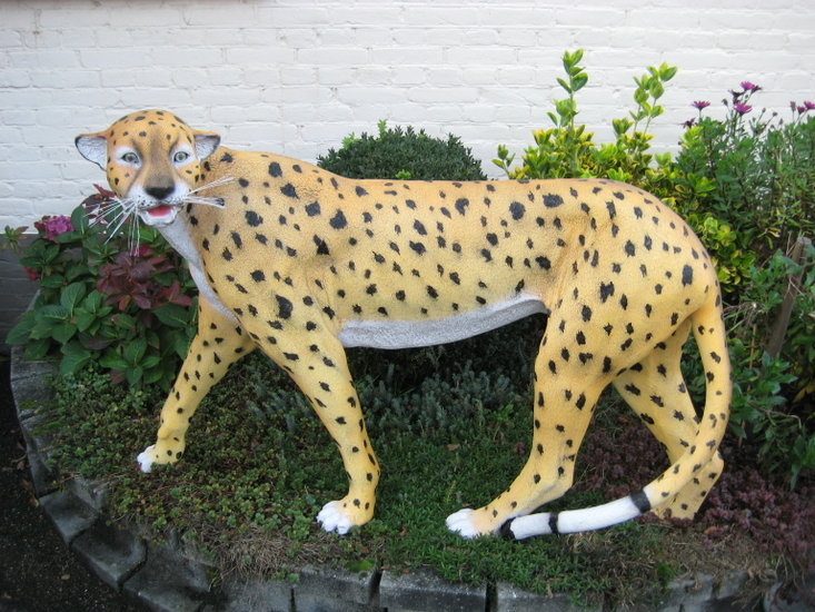 Cheeta- jachtluipaard -Beeld **