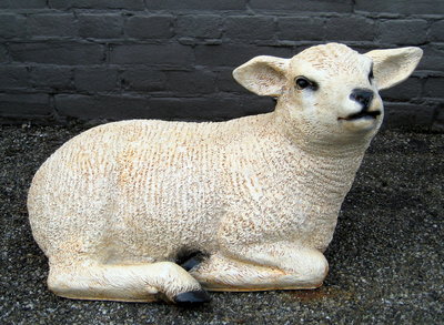 Texels lam liggend - levensgroot - wit