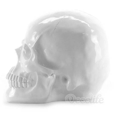 Skull -wit- schedel Large