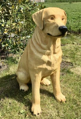 Labrador hond beeld zittend blond