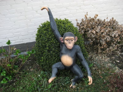 Aap Chimpansee hang aap