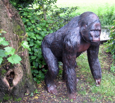 Aap Gorilla - Bokito