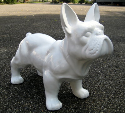 Franse bulldog wit 50cm-hond