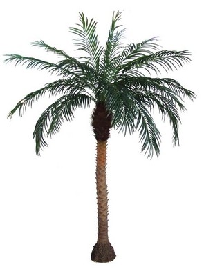 Palmboom Kenia