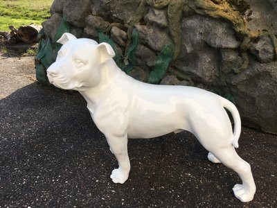 Staffordshire Bull Terriër