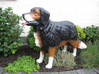Hond BernerSennen 120cm