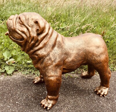 Engelse Bulldog - Spike gebronsd-hond