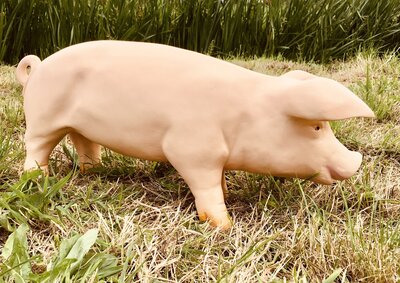 Varken beeld polyester 60cm