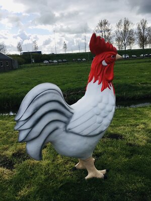 Haan polyester beeld  - XXL
