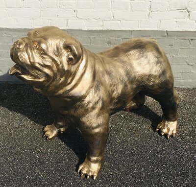 Engelse Bulldog - Spike gebronsd-hond