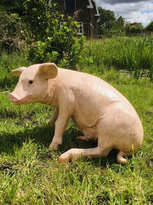 varkens beeld zittend 78cm