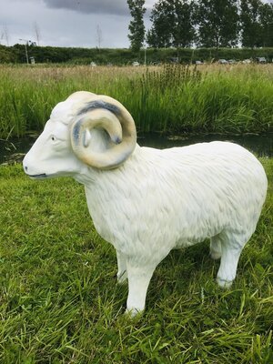 Schaap Ram polystone kunsthars