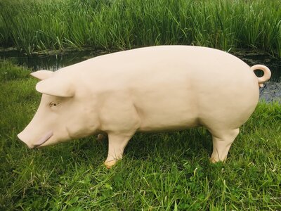 Varken groot 100cm