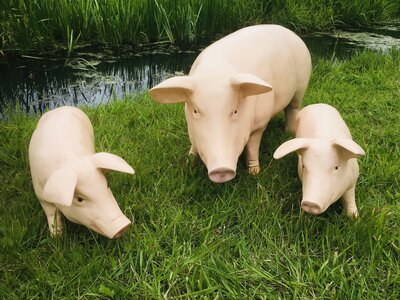 Varken  zeug met twee biggen