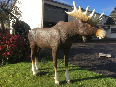 Eland Beeld Life Size  polyester
