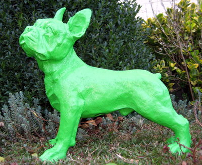franse bulldog groen-hond