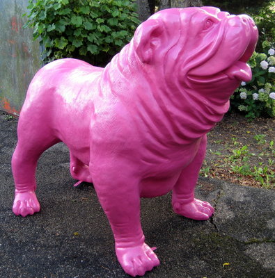 engelse bulldog Spike  Fuchsia roze-hond