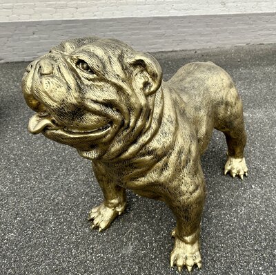 Engelse Bulldog - Spike gebronsd-hond