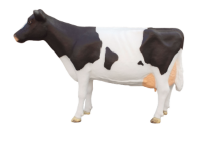 Holstein Friesian koe