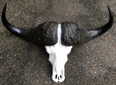 afrikaans kaffer buffel schedel Longhorn 85 cm