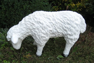 Schaap  Lam grazend