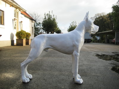 duitse dog Deense Dog 130cm wit hoogglans